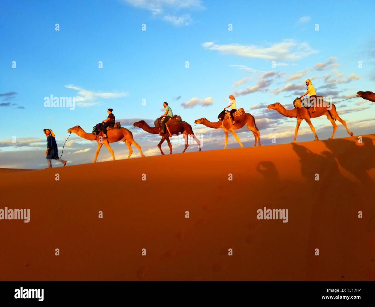 A dorso di cammello nel deserto del Sahara con il cammello leader guidato da un uomo a piedi e ogni cammello trasporta un ciclista, gruppo di turisti, cielo blu sullo sfondo. Foto Stock