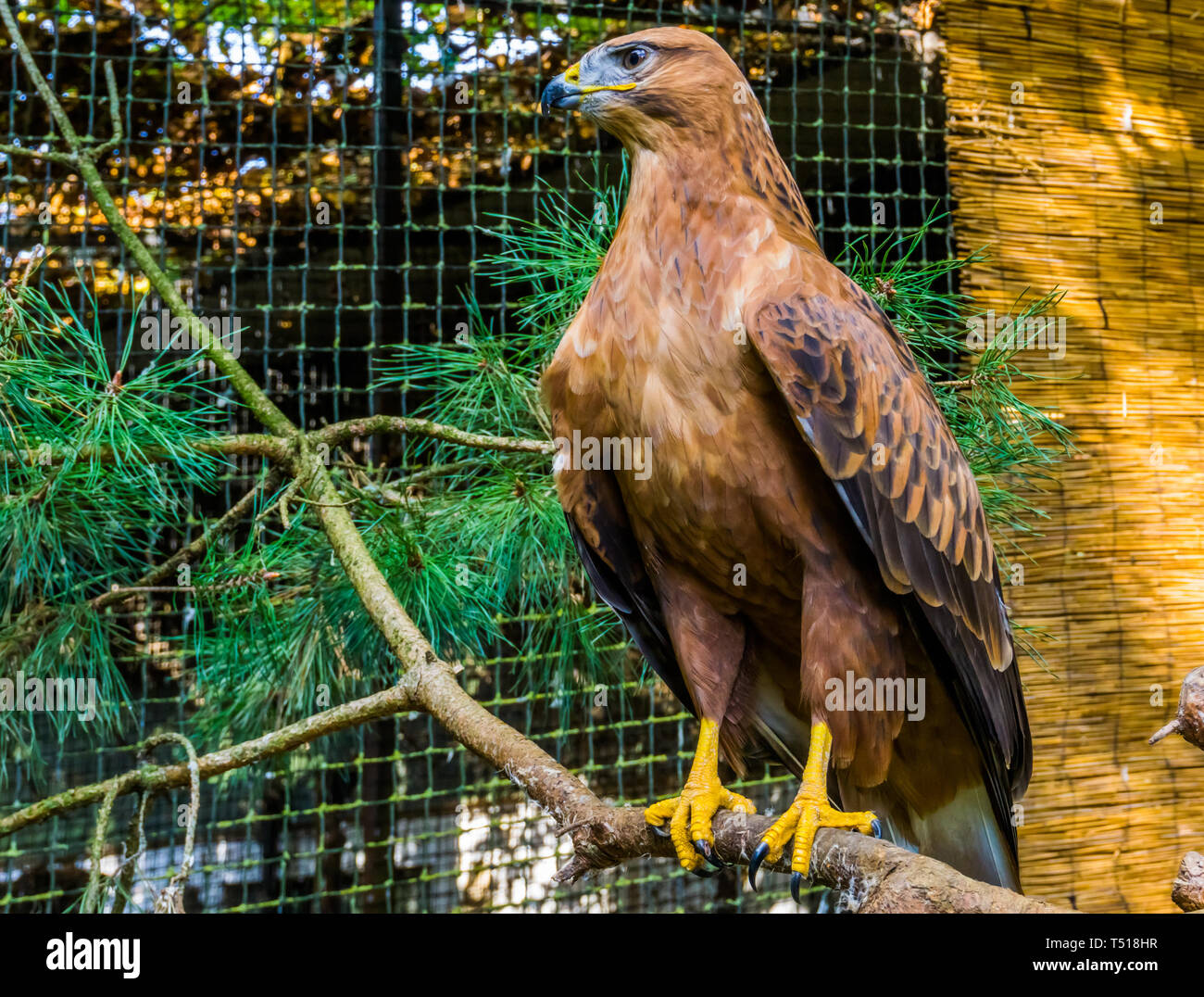 Cavigliere (Jess) In Alimeri Per Falconeria - Marrone, Nero O Naturale - Davidson's Falconry