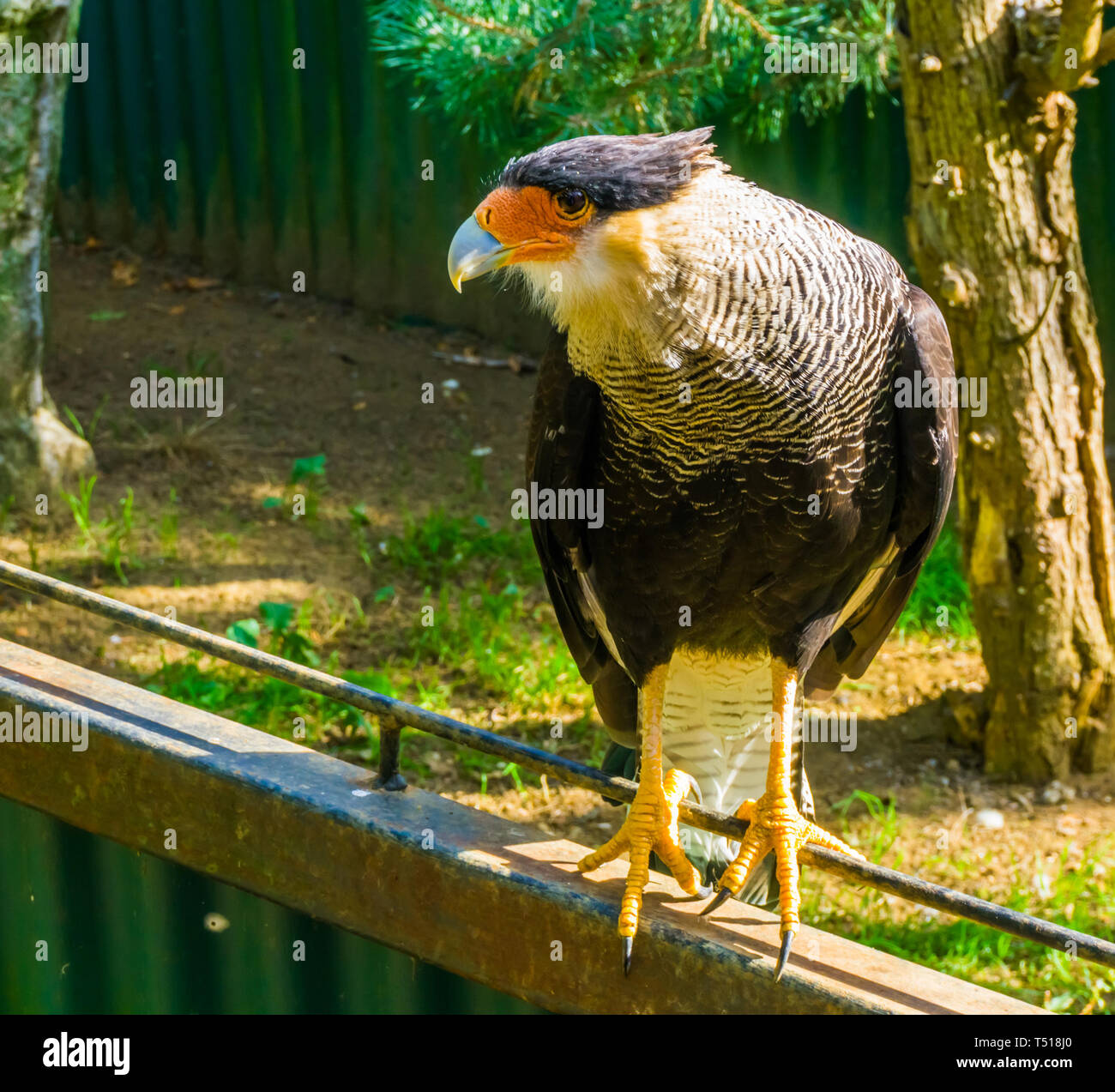 Closeup ritratto di un caracara crestato in piedi su un recinto, tropicali rapace dall America Foto Stock