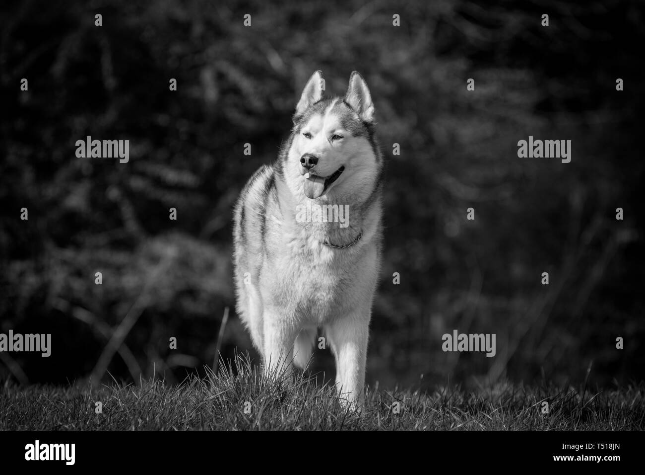 Siberian Husky a giocare Foto Stock