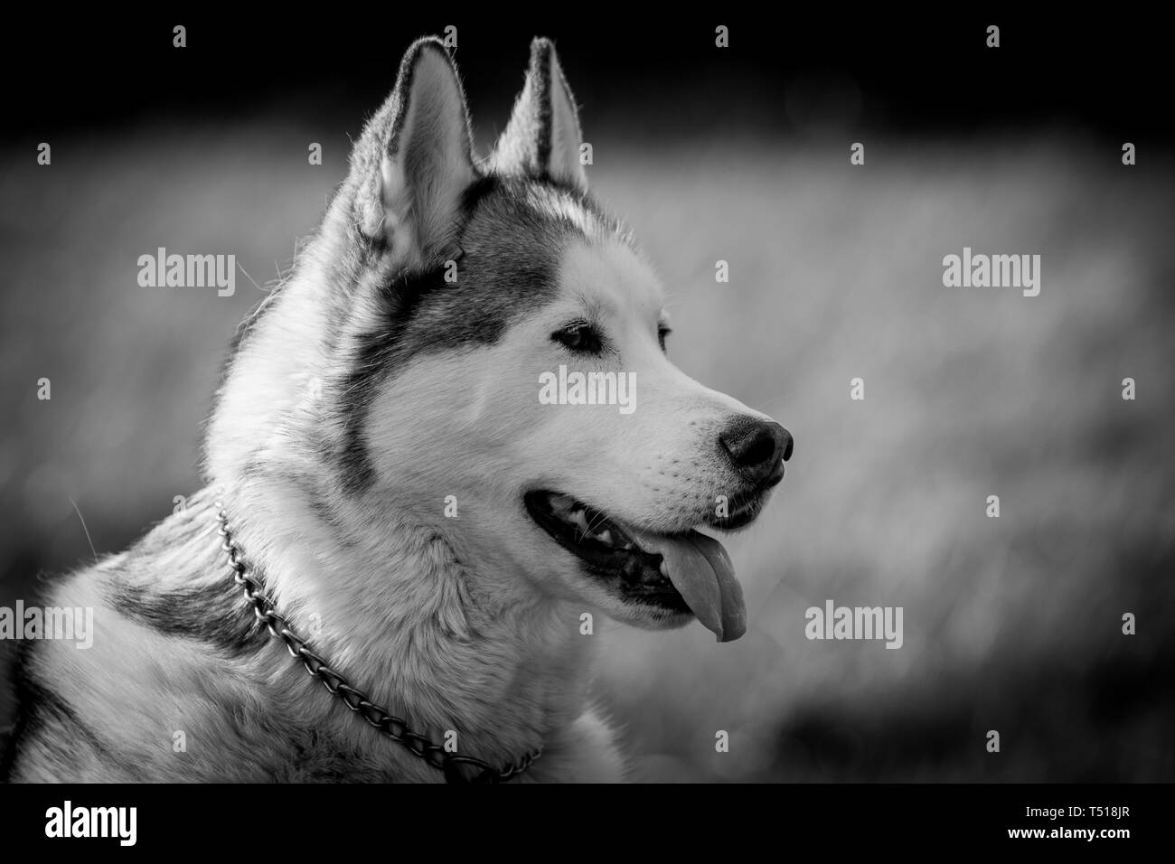 Siberian Husky a giocare Foto Stock