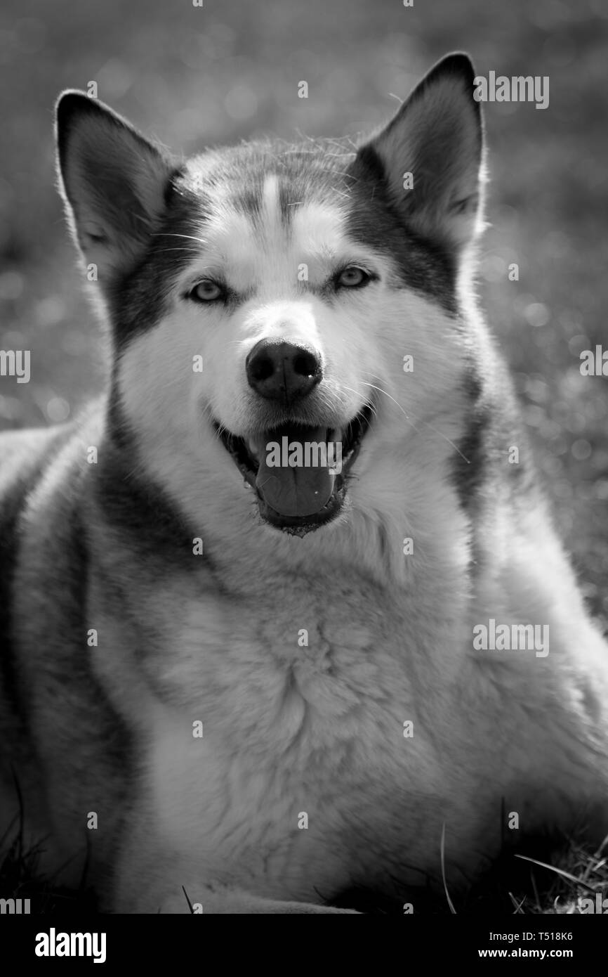 Siberian Husky a giocare Foto Stock