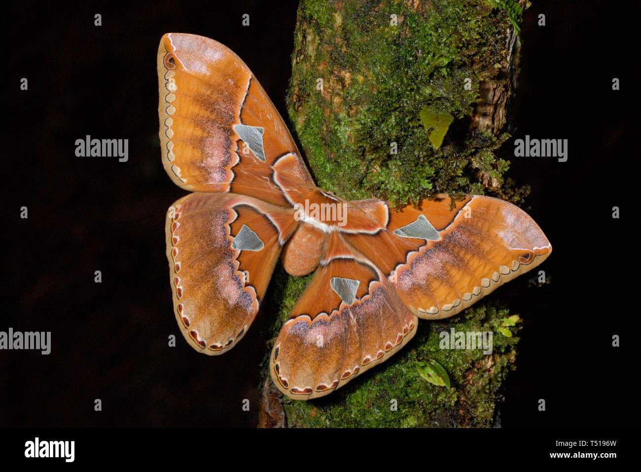 Enorme Rothschild gigante (Silkmoth Rothschildia triloba) in Costa Rica cloud forest Foto Stock