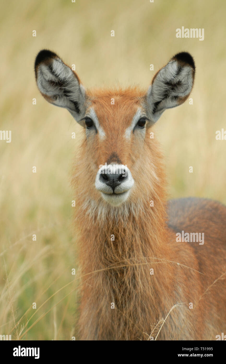 Waterbuck (Kobus ellipsiprymnus) Giovani waterbuck nella prateria di Queen Elizabeth National Park, Uganda, Africa. Foto Stock