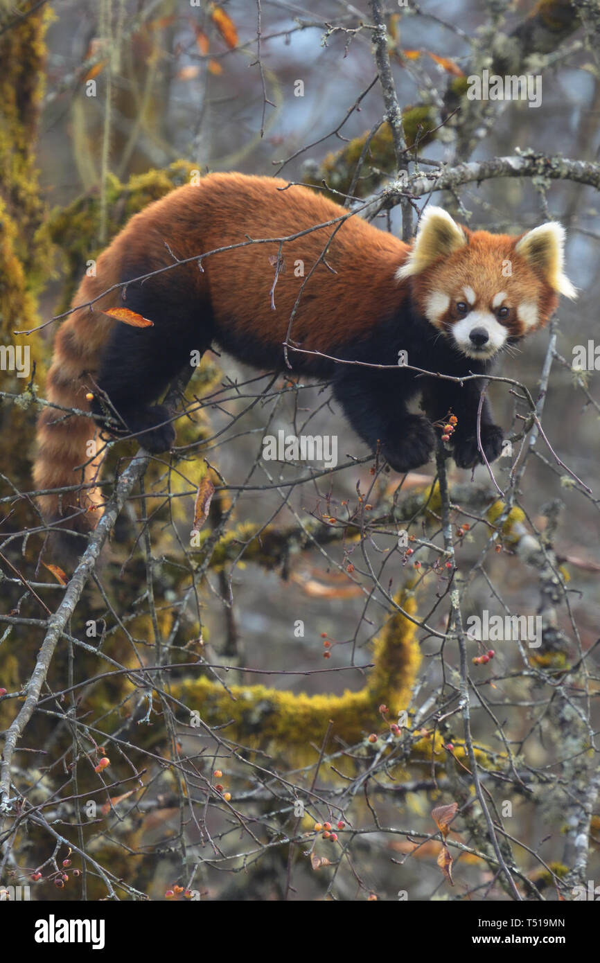Panda rosso (Ailurus fulgens) mangiando i frutti di bosco in un albero-top, Cina Foto Stock