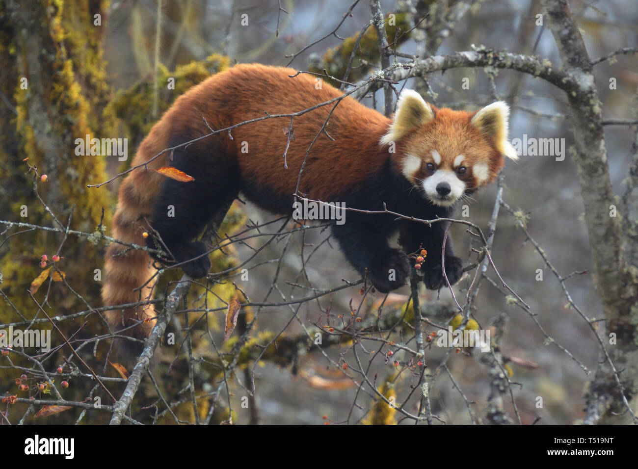 Panda rosso (Ailurus fulgens) mangiando i frutti di bosco in un albero-top, Cina Foto Stock