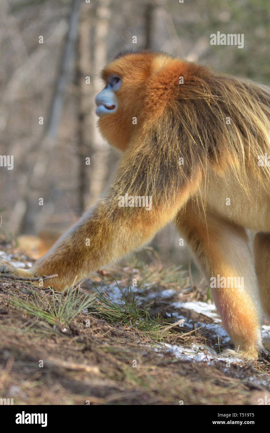 Golden maschio camuso naso-scimmie (Rhinopithecus roxellana) pattugliano il suo territorio nelle montagne cinese Foto Stock