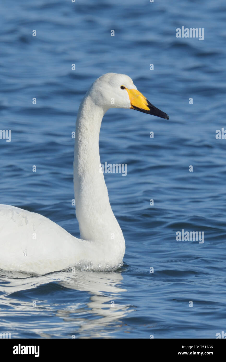 Whooper Swan (Cygnus cygnus) nuotare nell'Oceano Pacifico, Giappone Foto Stock