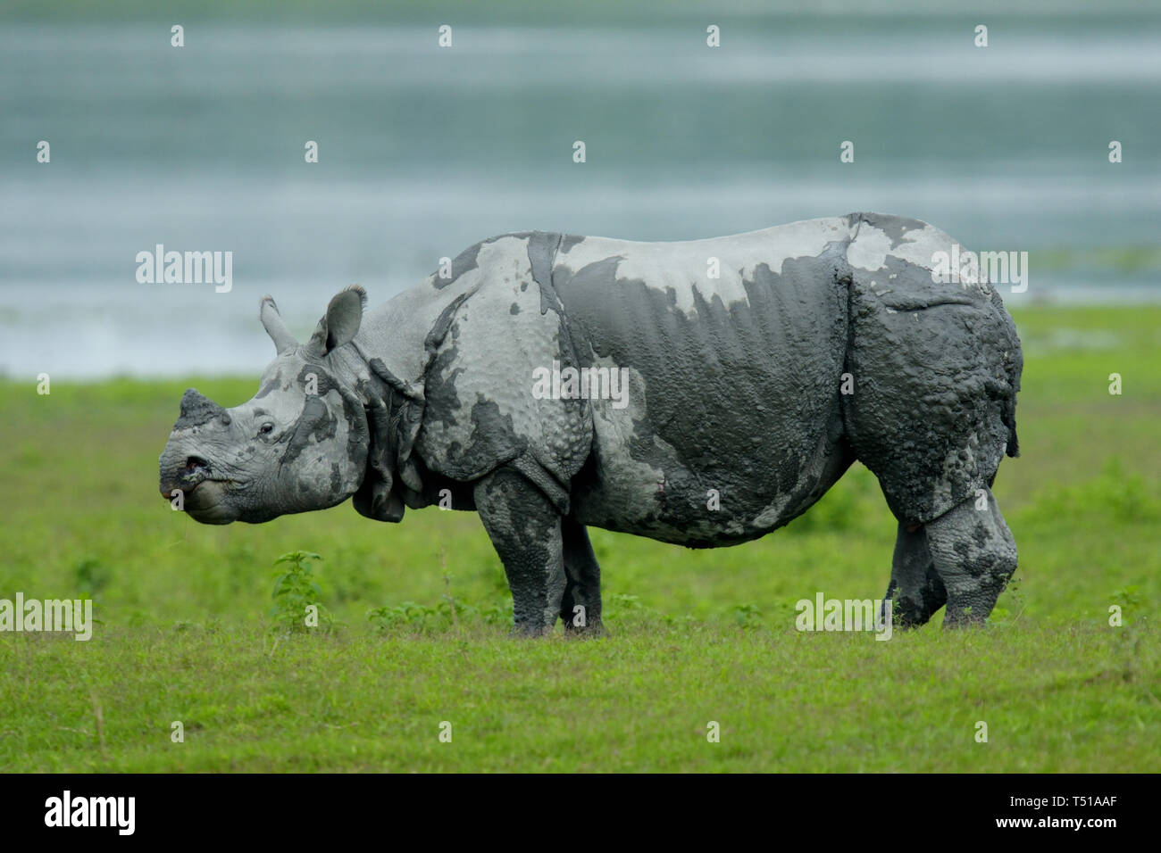 Enorme rinoceronte indiano (Rhinoceros unicornis) Foto Stock Enorme rinoceronte indiano (Rhinoceros unicornis) Foto Stock