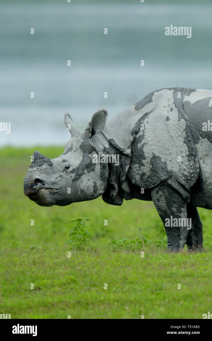 Enorme rinoceronte indiano (Rhinoceros unicornis) Foto Stock Enorme rinoceronte indiano (Rhinoceros unicornis) Foto Stock