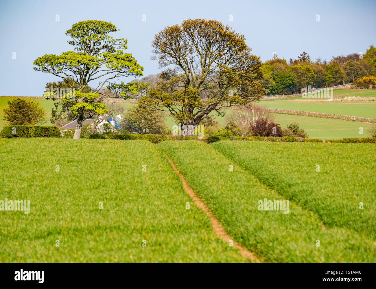 I cingoli del trattore che conduce attraverso il verde raccolto di grano campo nel paesaggio agricolo verso il cottage, East Lothian, Scozia, Regno Unito Foto Stock