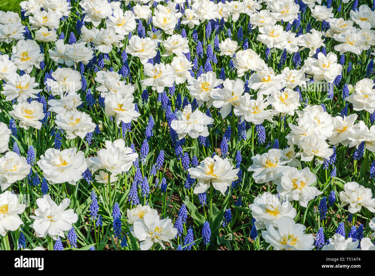 Vista superiore del letto di fiori con splendide fioriture di tulipani bianco mescolato con uve blu giacinto fiori in primavera in giardini Keukenhof, Paesi Bassi. Foto Stock