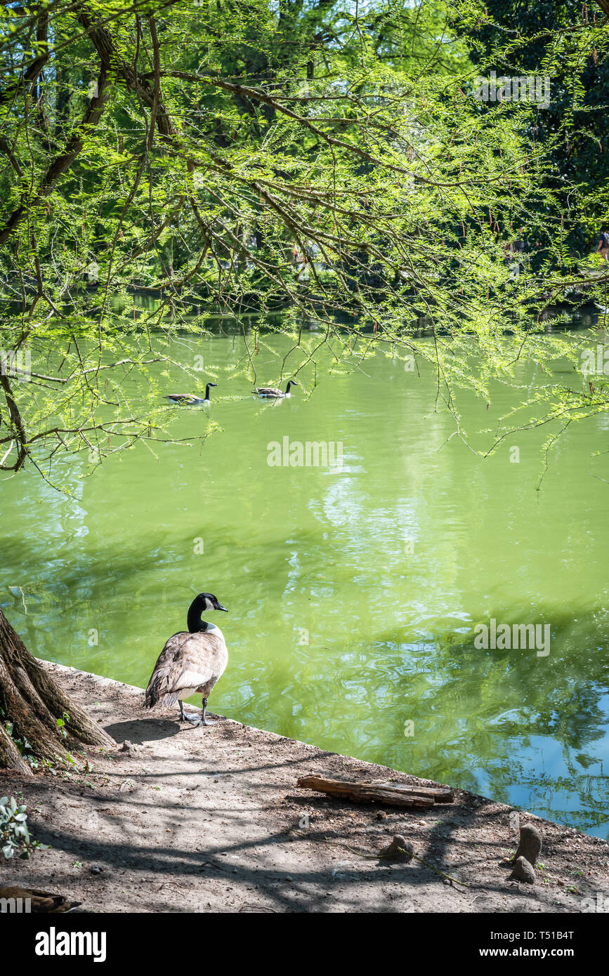 Mare anatra in giardino pubblico nella città di Bordeaux Foto Stock