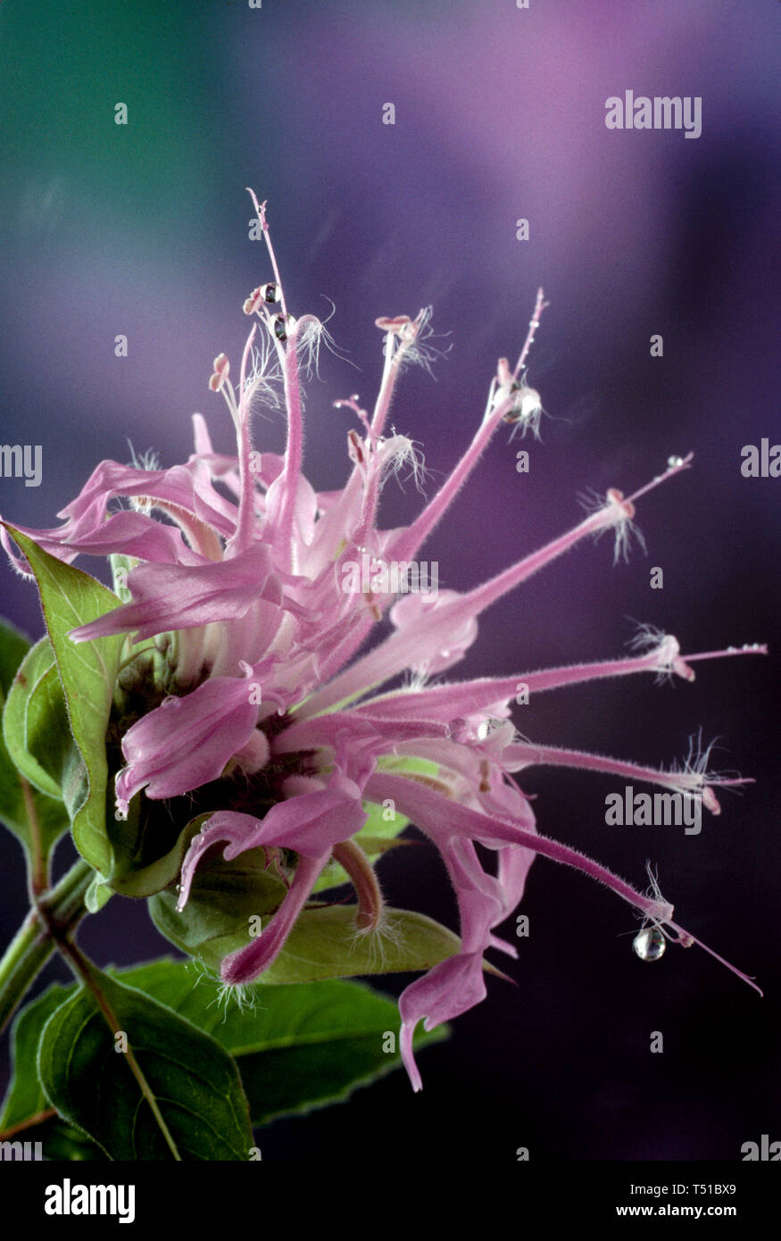 Monarda fistulosa, delicato monarda rosa fiore o bee balm, fiore close up con gocce di rugiada su petali, STATI UNITI D'AMERICA Foto Stock
