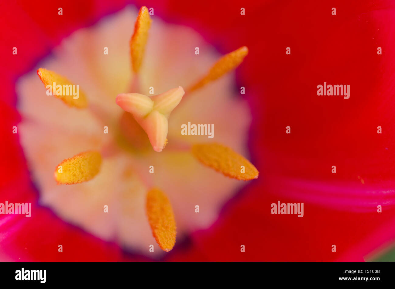 Il Tulipano interna: all'interno di un rosso tulip flower, Maine, Stati Uniti d'America Foto Stock