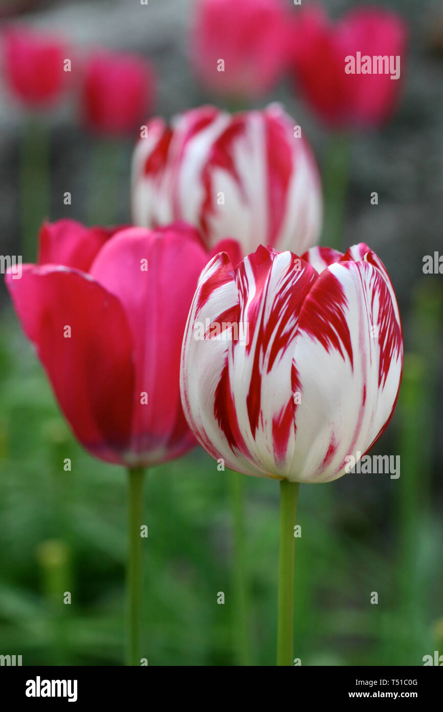 Romantico e drammatico: straordinariamente bella rossa striata tulipani che fiorisce in un giardino di primavera, Vermont, USA Foto Stock