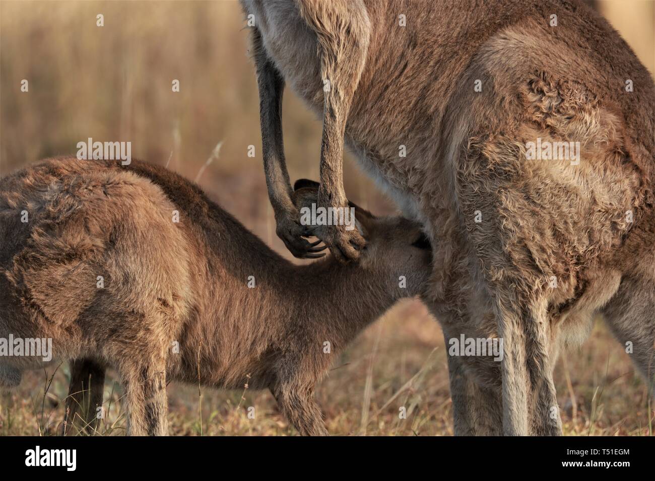 Alimentazione con uno in una custodia Foto Stock