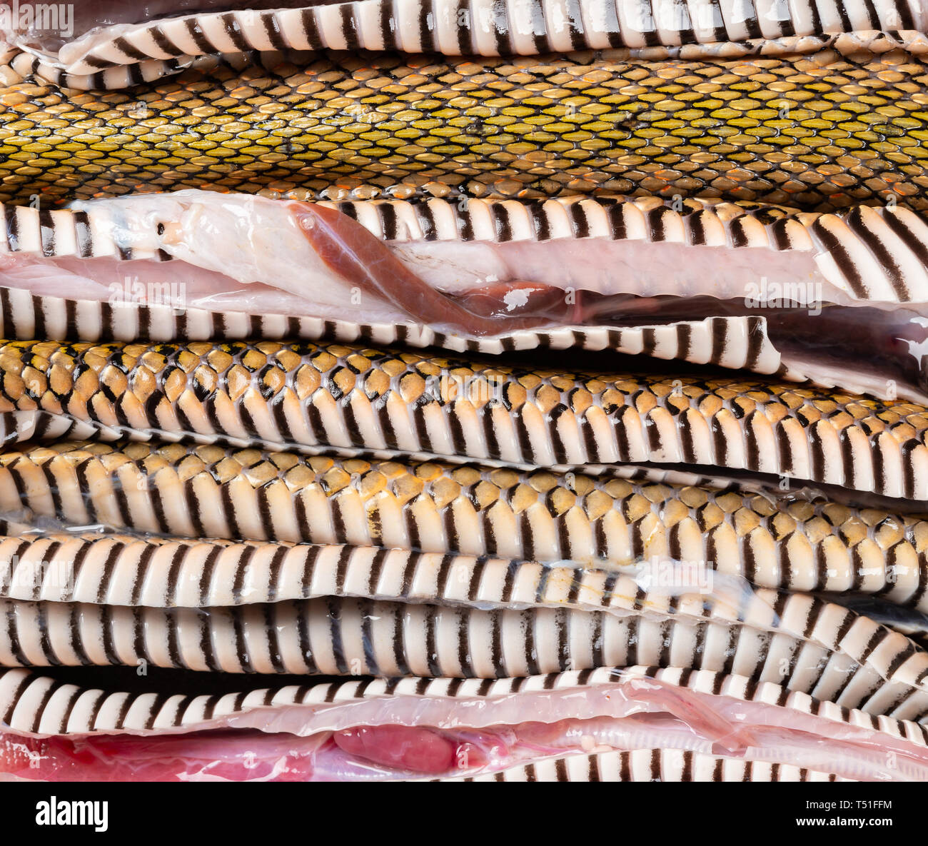 Intaglio snake allineate orizzontalmente Foto Stock