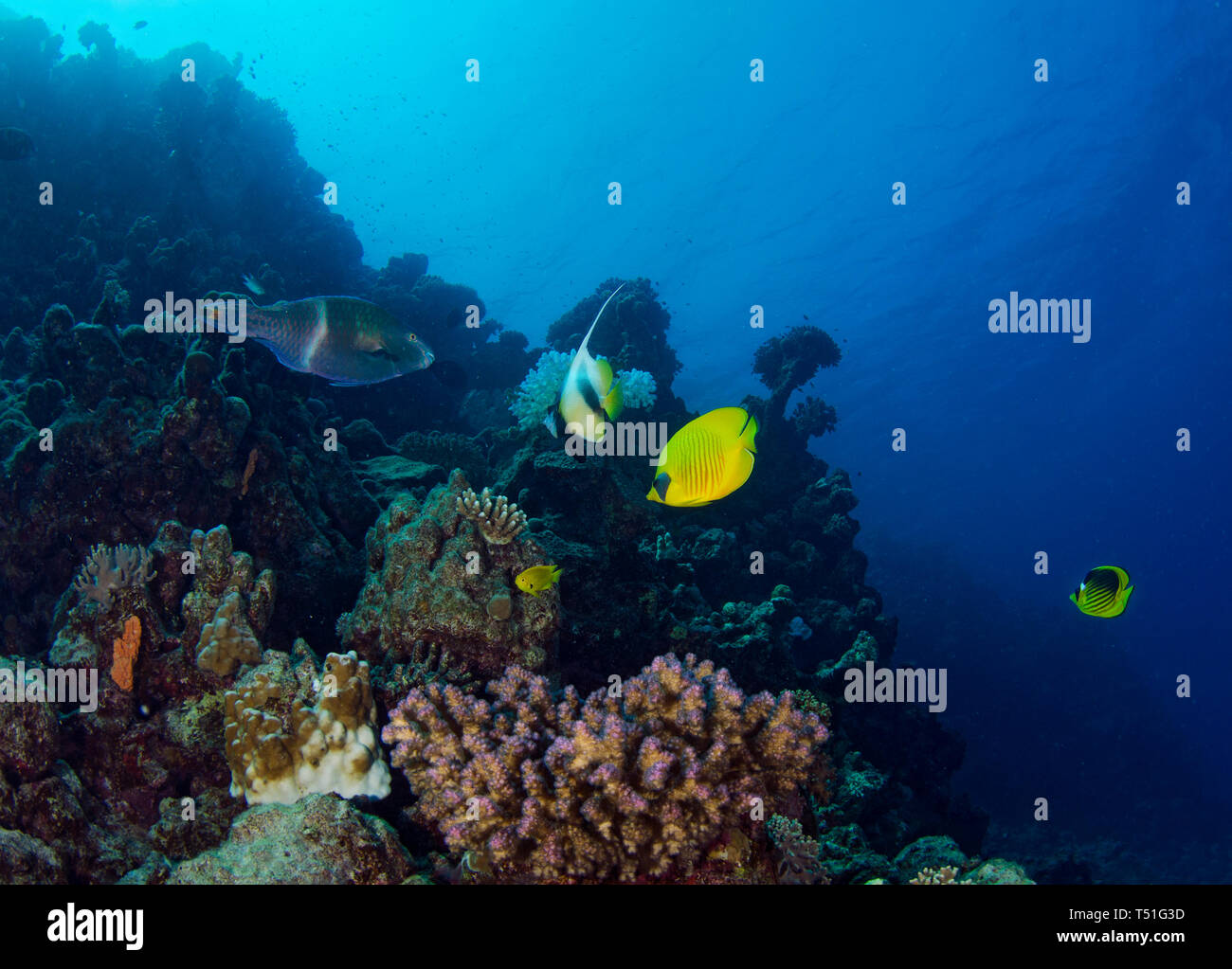 Butterflyfish mascherato, Chaetodon semilarvatus, Mar Rosso Bannerfish, rusty pesci pappagallo, sulla Barriera Corallina, Mar Rosso, Egitto Foto Stock