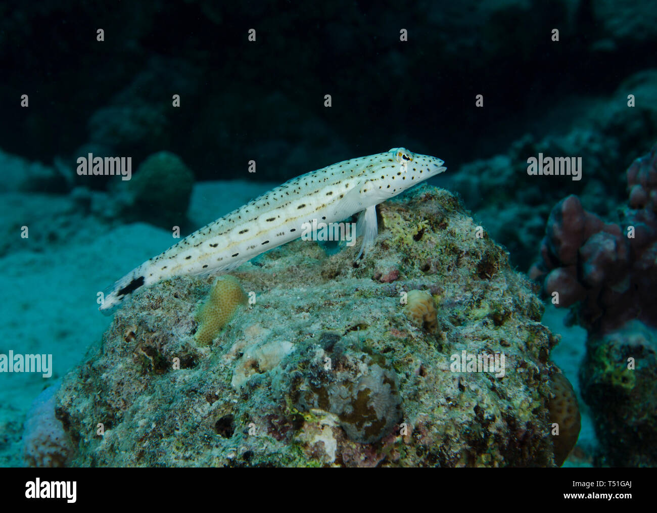 Sandperch maculato Pesce, Parapercis hexophthalma, subacquea appollaiato sulla roccia, Mar Rosso , Hamata, Egitto Foto Stock