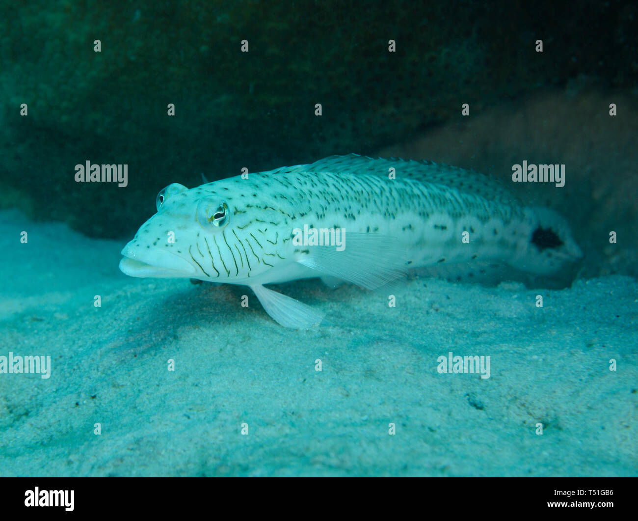 Sandperch maculato Pesce, Parapercis hexophthalma, subacqueo sul fondo sabbioso del mare rosso , Hamata, Egitto Foto Stock