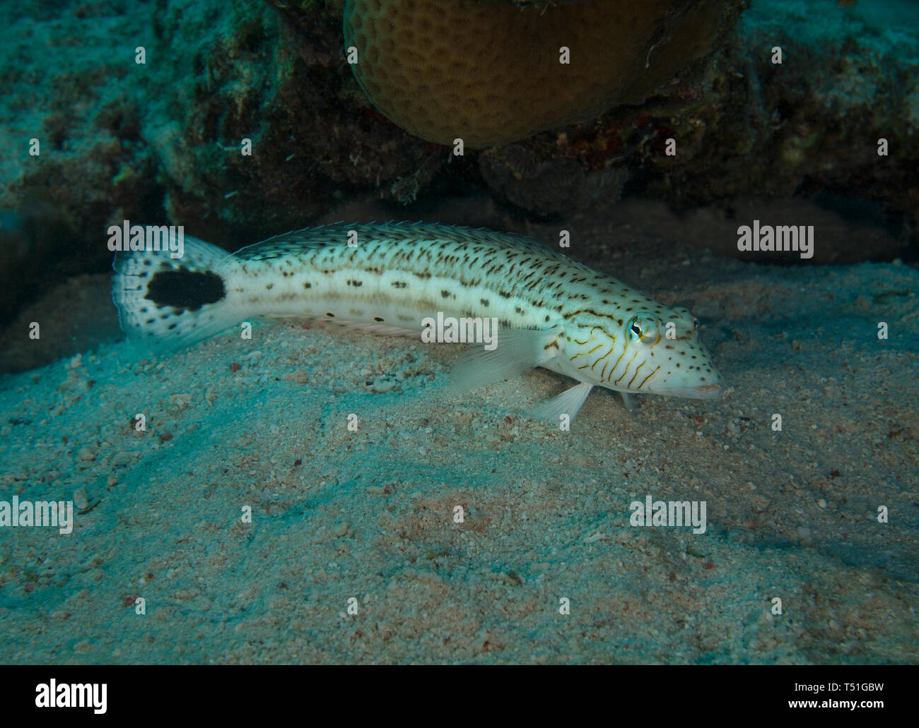 Sandperch maculato Pesce, Parapercis hexophthalma, subacqueo sul fondo sabbioso del mare rosso , Hamata, Egitto Foto Stock