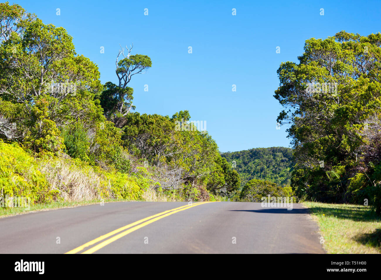 Il Kokee State Park road attraverso la foresta pluviale in Kauai, Hawaii. Foto Stock