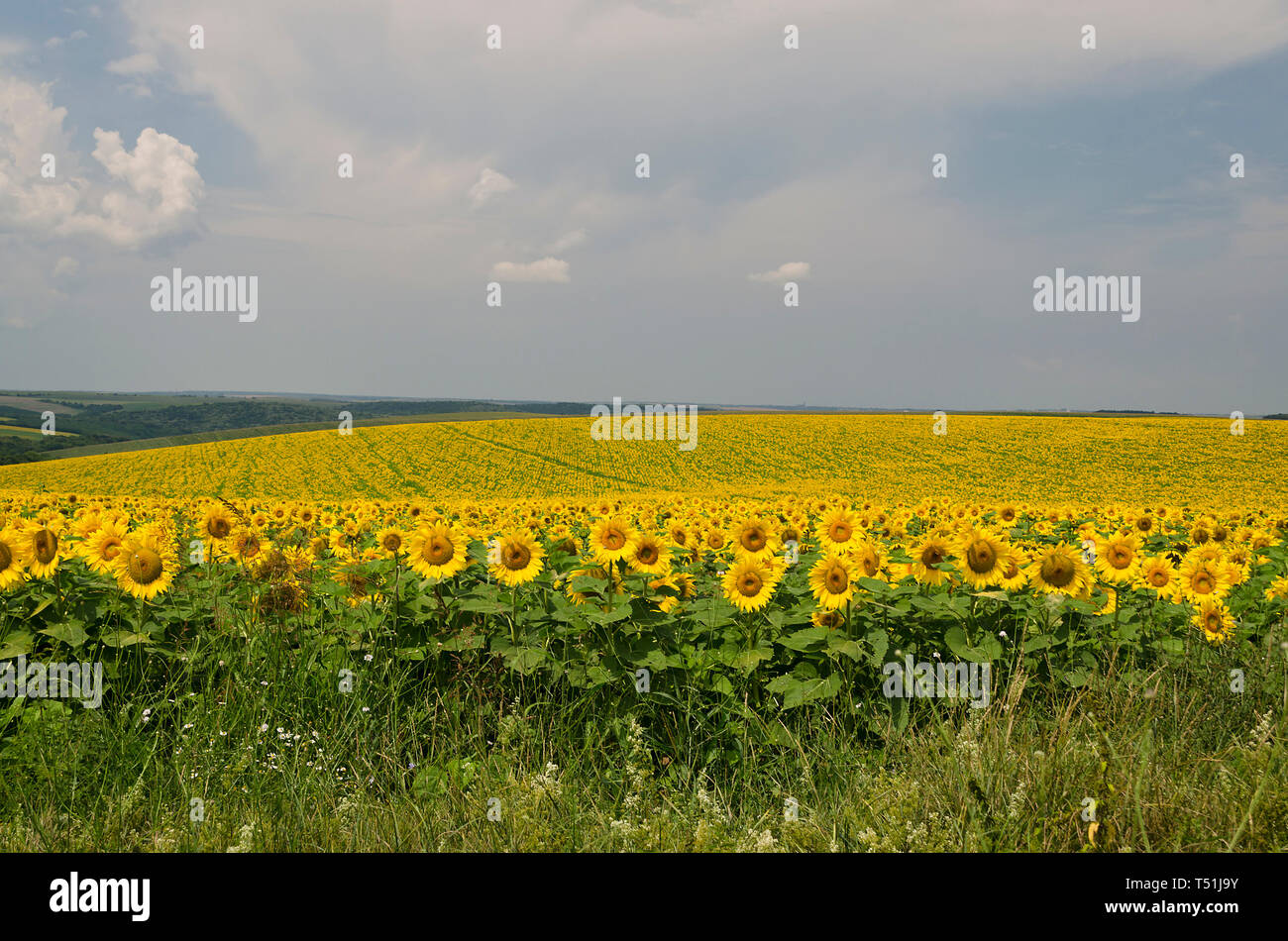 Bellissimo paesaggio con campo di girasole su nuvoloso cielo blu Foto Stock