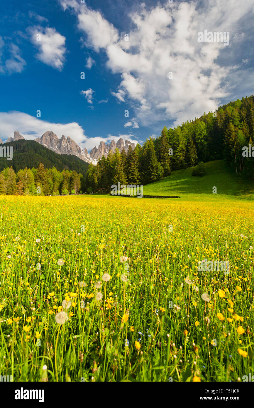 Gruppo delle Odle circondato da prati verdi in primavera, Santa Magdalena, Funes, Dolomiti, la provincia di Bolzano, Alto Adige, Italia Foto Stock