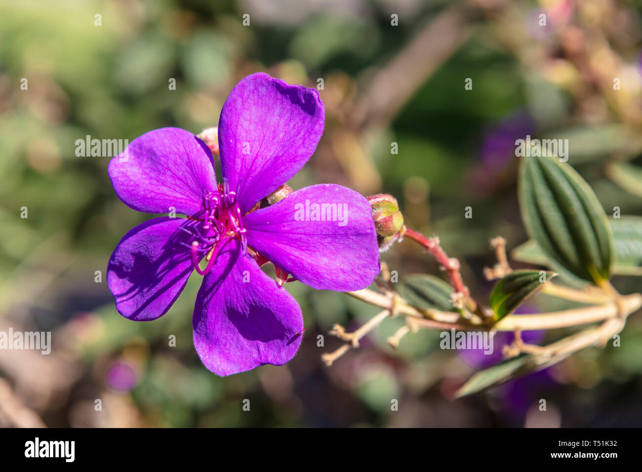 Fiori viola Tibouchina o Gloria albero con foglie verdi nel giardino. Foto Stock