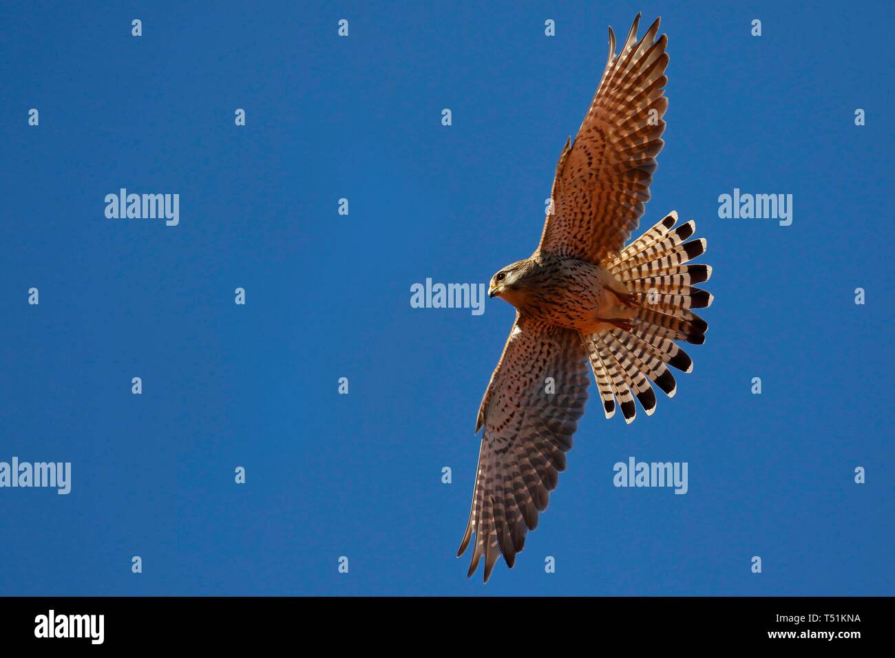 Comune Comune Gheppio (Falco tinnunculus) gliding, cielo blu, Schleswig-Holstein, Germania Foto Stock