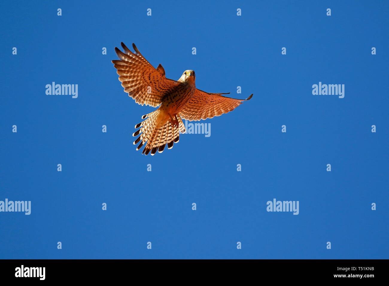 Comune Comune Gheppio (Falco tinnunculus) in volo, cielo blu, Schleswig-Holstein, Germania Foto Stock