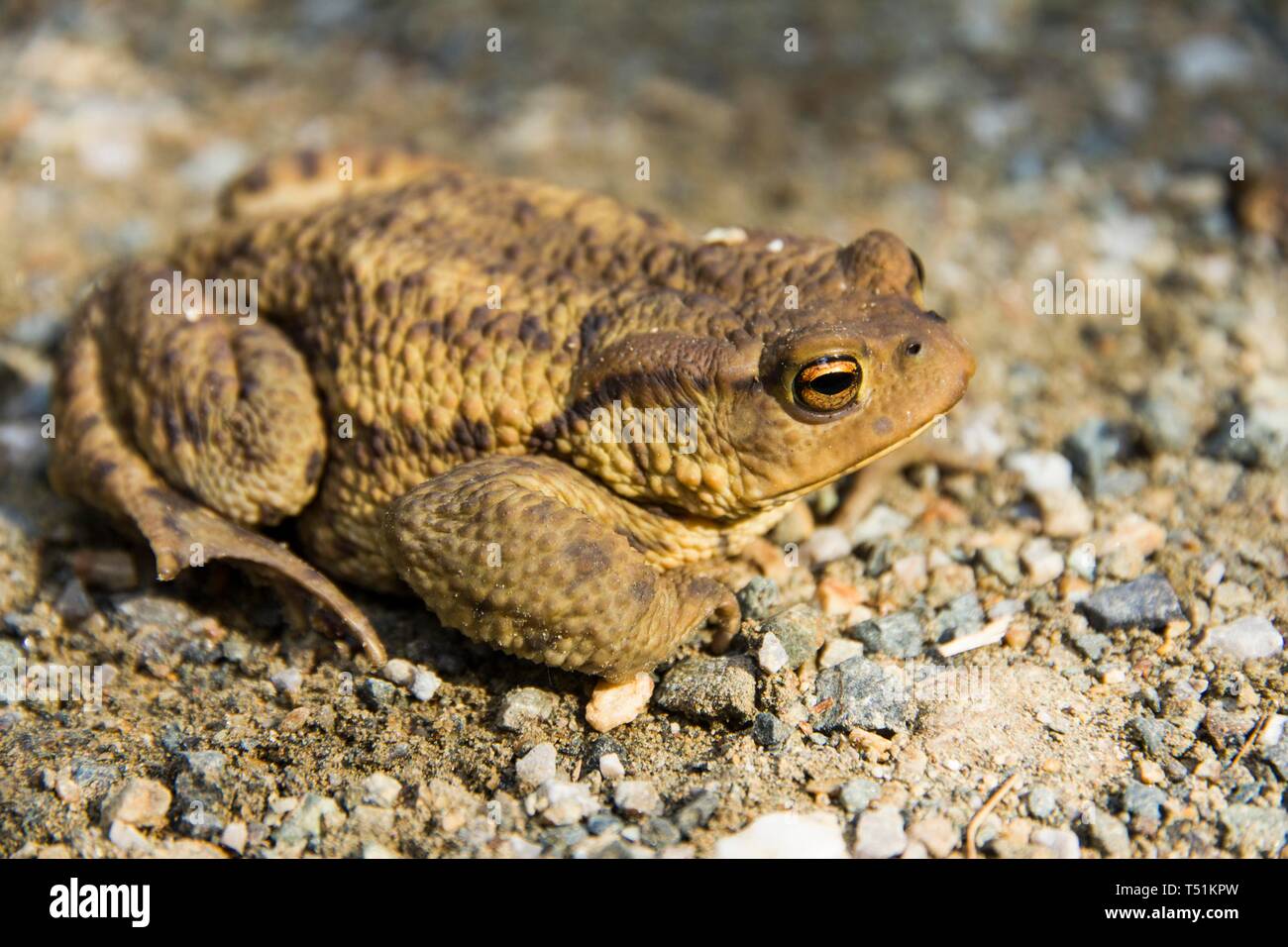 Il rospo comune (Bufo bufo) sul suolo, Stiria, Austria Foto Stock