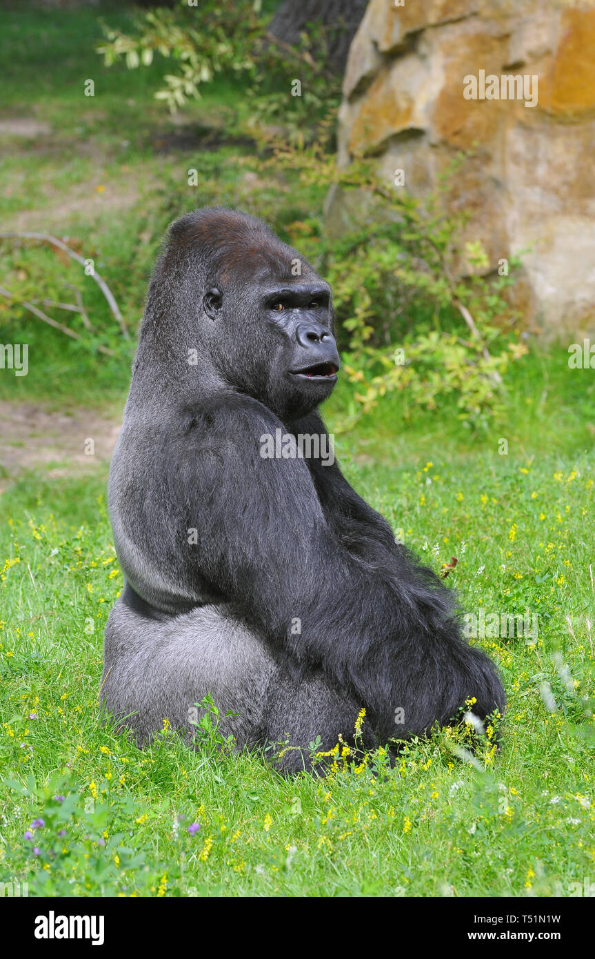 Western pianura gorilla Westliche Flachlandgorilla, Gorilla gorilla gorilla nyugati síkvidéki gorilla Foto Stock