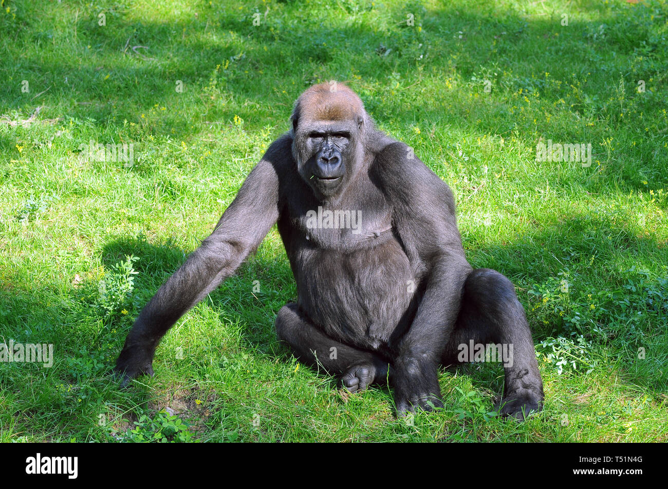 Western pianura gorilla Westliche Flachlandgorilla, Gorilla gorilla gorilla nyugati síkvidéki gorilla Foto Stock