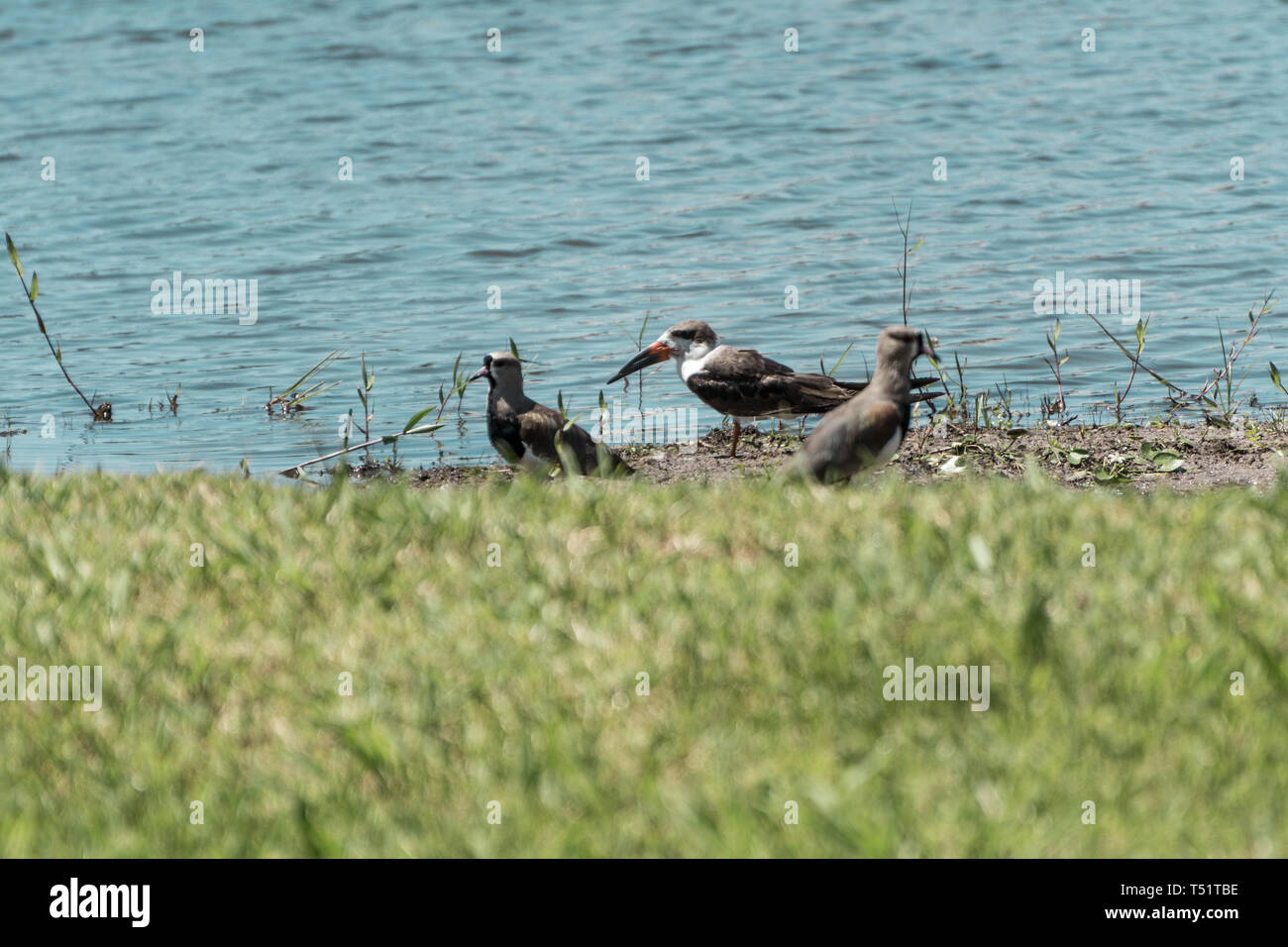 2019, gennaio. Florianópolis, Brasile. Uccelli esotici, nero, skimmer Rynchops niger, in piedi presso la Lagoa da Chica, a parte un altro uccelli, due souther lap Foto Stock