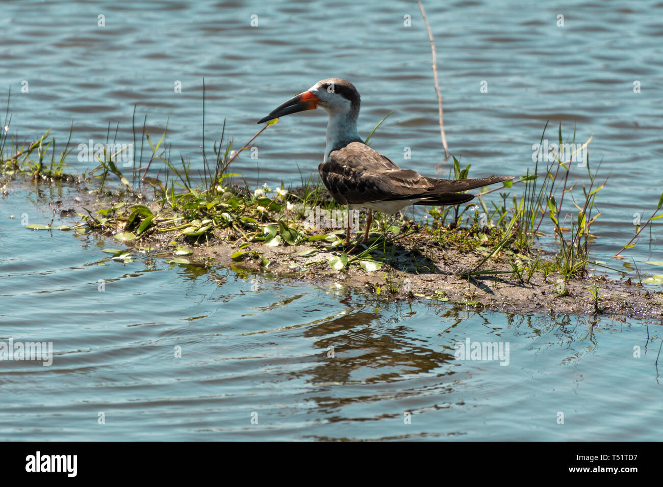 2019, gennaio. Florianópolis, Brasile. Uccelli esotici, nero, skimmer Rynchops niger, in piedi presso la Lagoa da Chica. Foto Stock