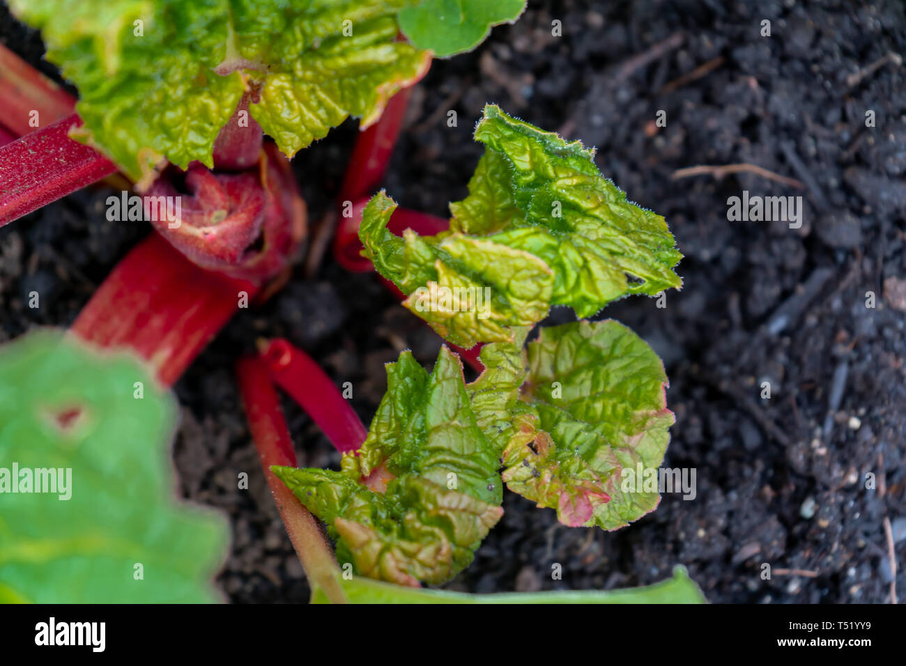 Rabarbaro rosso corona stocchi crescente in primavera, con nuove foglie. Foglie contengono acido ossalico. Foto Stock