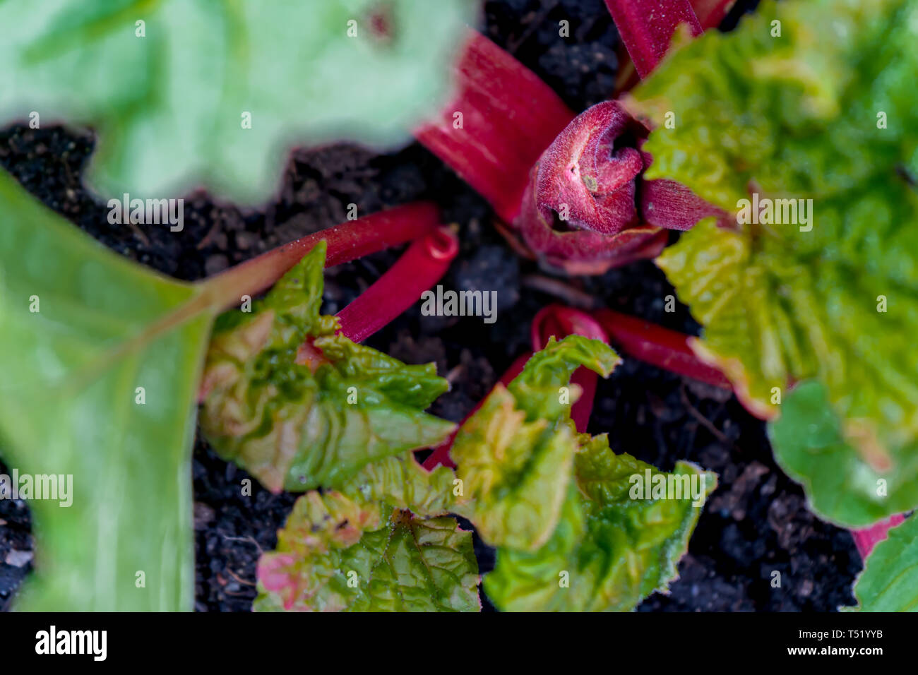 Rabarbaro rosso corona di piante che crescono in primavera, con il verde delle foglie e stocchi. Vegetali commestibili di piante da giardino con acido ossalico in foglie. Foto Stock