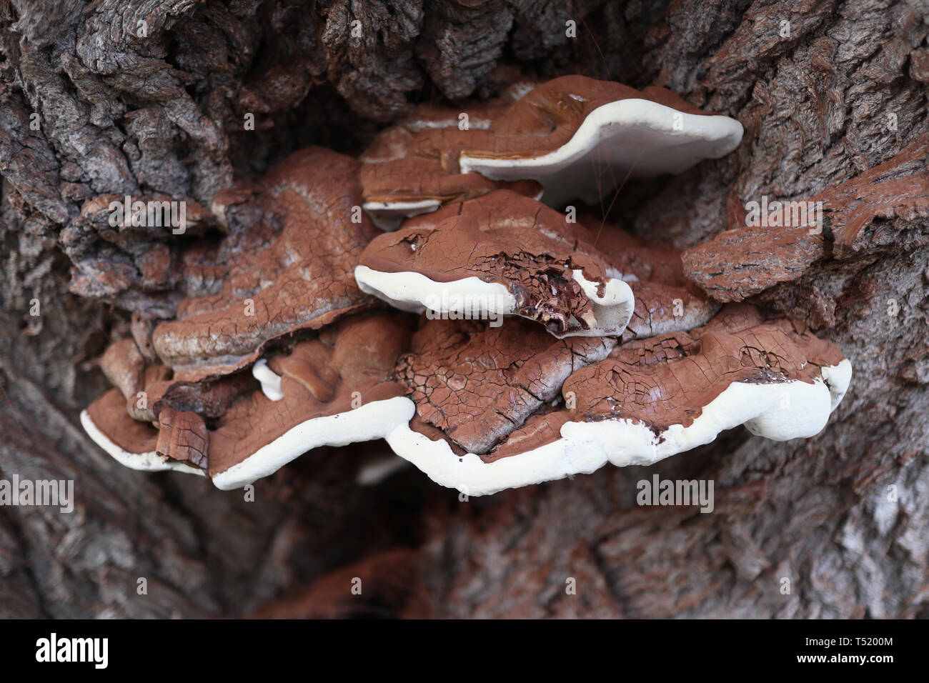I funghi crescono sulla corteccia di un albero sulle rive di Beverley Beck a Beverley, East Riding of Yorkshire Foto Stock