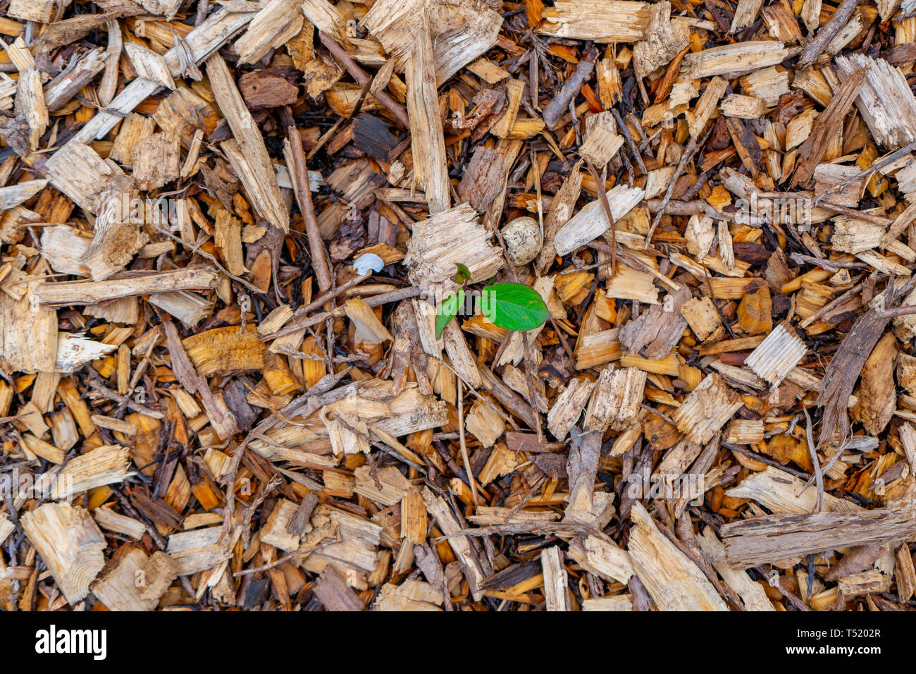 Vite elastica weed proveniente al di fuori del controllo di erbaccia strame fatto di trucioli di legno la copertura del terreno. Naturale, pacciamatura biodegradabile. Foto Stock