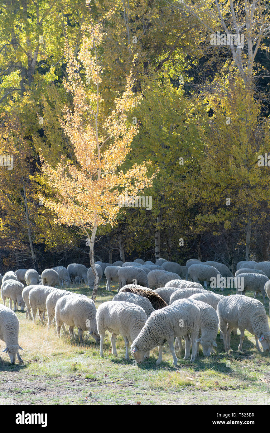Imbrancandosi di Sagra della Pecora in Idaho, Stati Uniti d'America Foto Stock