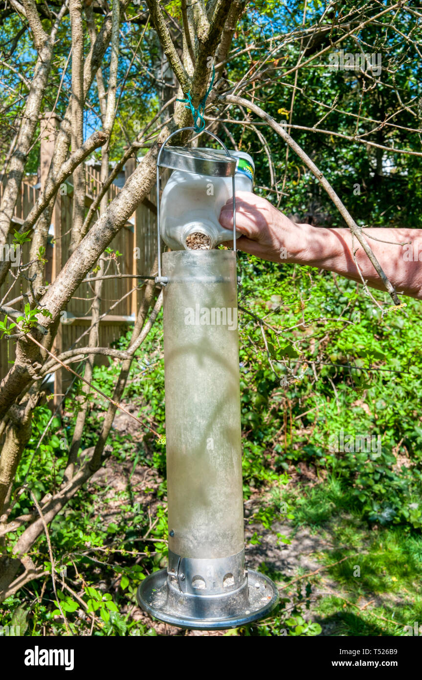 La donna il riempimento di un giardino degli uccelli selvatici alimentatore di sementi. Foto Stock