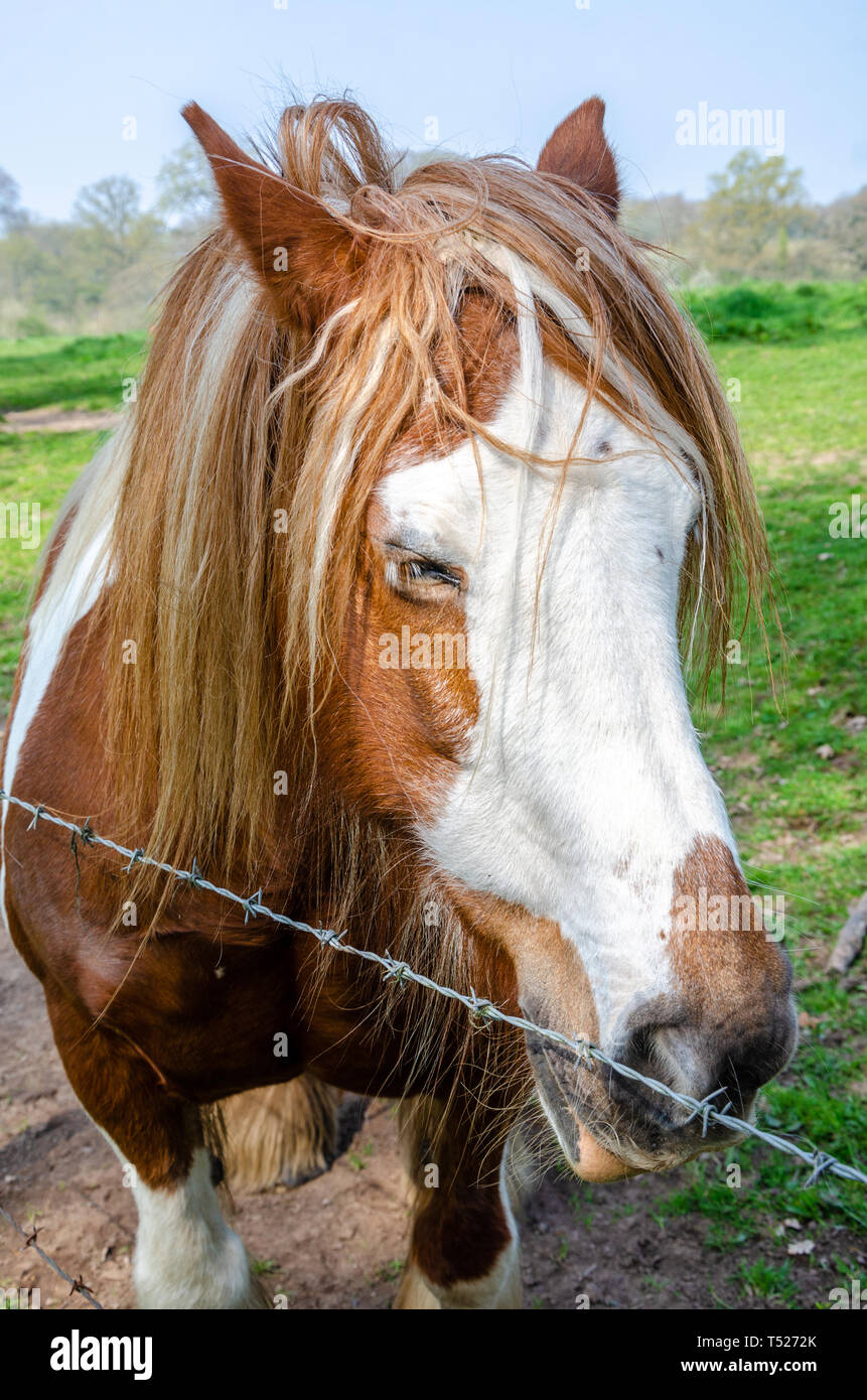 Un ritratto di un marrone e White Horse. Foto Stock