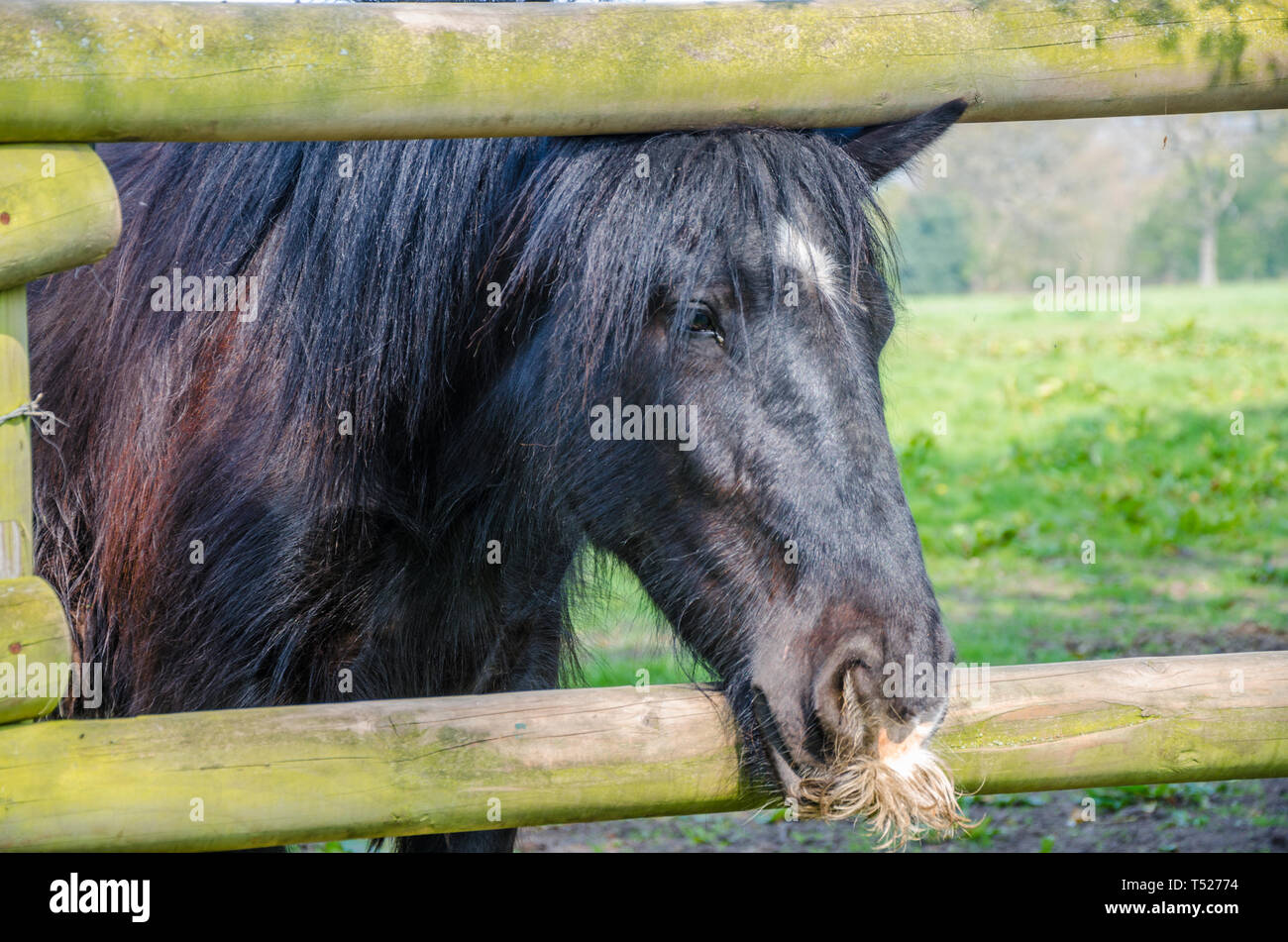 Un cavallo coetanei tra i pioli di una recinzione di legno. Foto Stock