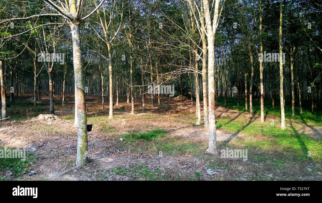 Alberi della gomma Foto Stock
