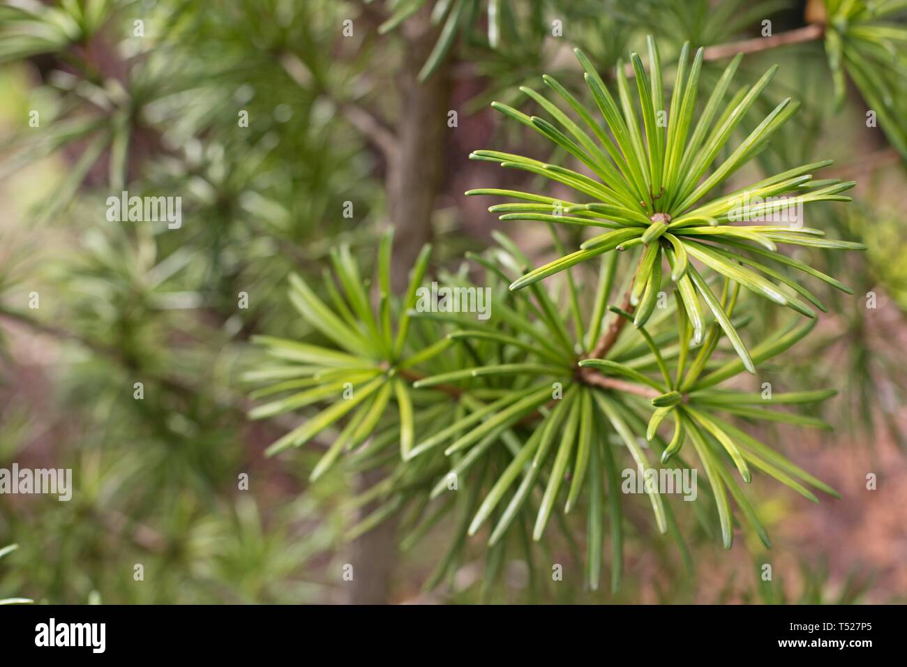 Sciadopitys verticillata 'Sternschnuppe' / Pino domestico presso la Oregon Garden in Silverton, Oregon, Stati Uniti d'America. Foto Stock