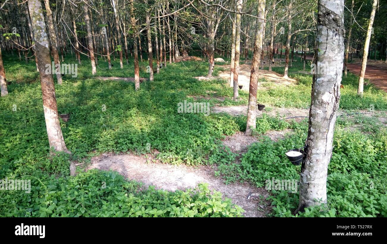 Alberi della gomma Foto Stock