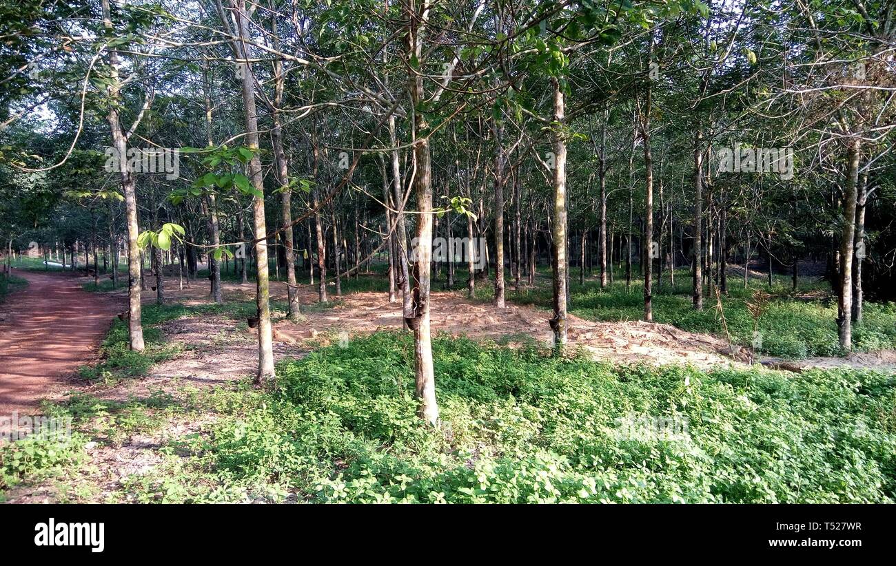 Alberi della gomma Foto Stock
