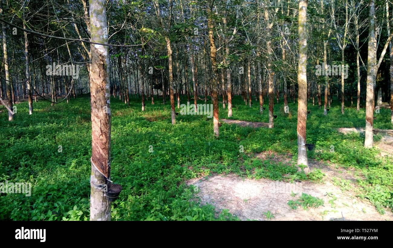 Alberi della gomma Foto Stock